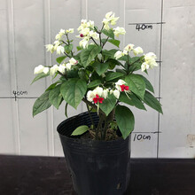 龙吐珠花价格报价行情 京东