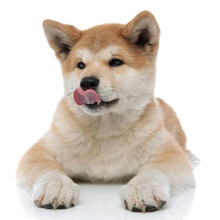 秋田犬幼犬价格报价行情 京东