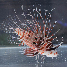 狮子鱼价格报价行情 京东