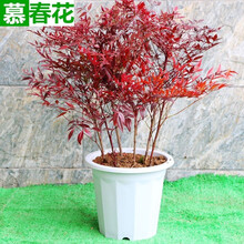红叶南天竹品牌及商品 京东