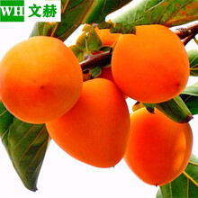 鸡心柿树苗价格报价行情 京东