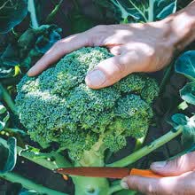 种子花椰菜型号规格 京东