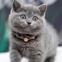 蓝白英短价格报价行情 京东