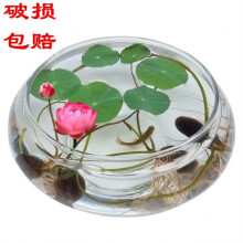 水仙花花瓶型号规格 京东 水仙花花瓶型号规格 京东