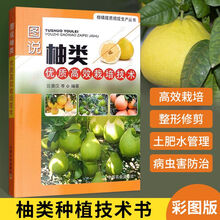 文旦柚栽培价格报价行情 京东