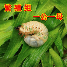 独角仙幼虫价格报价行情 京东