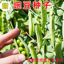 甜豆种子新款 甜豆种子21年新款 京东