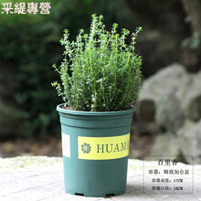 小叶香草新款 小叶香草21年新款 京东 小叶香草新款 小叶香草21年新款 京东