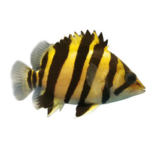 泰虎鱼价格报价行情 京东