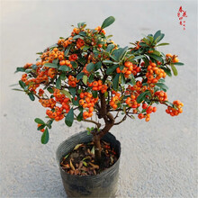 盆栽植物火棘新款 盆栽植物火棘21年新款 京东