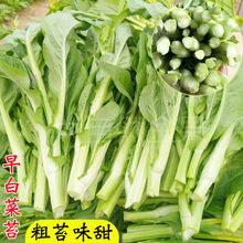 白菜苔种子新款 白菜苔种子21年新款 京东 白菜苔种子新款 白菜苔种子21年新款 京东