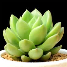 多肉植物青丽型号规格 京东