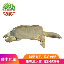 公王八价格报价行情 京东