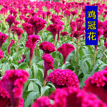 夏季花种新款 夏季花种21年新款 京东