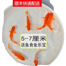 金鱼品种图片 京东