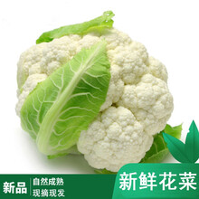 白菜花品牌及商品 京东 白菜花品牌及商品 京东