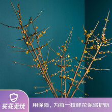 5月7日生日花价格图片精选 京东 5月7日生日花价格图片精选 京东
