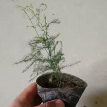 盆栽植物苗新款 盆栽植物苗21年新款 京东