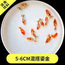 丹頂金魚新款 丹頂金魚21年新款 京东 丹頂金魚新款 丹頂金魚21年新款 京东