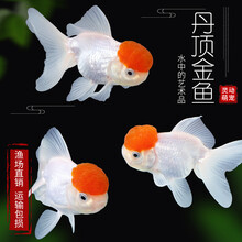 丹頂金魚价格报价行情 京东 丹頂金魚价格报价行情 京东