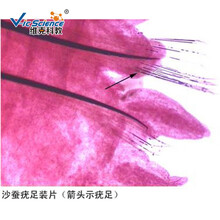 维克科教 沙蚕疣足装片 高等教育使用教学切片 动物玻片标本 显微镜