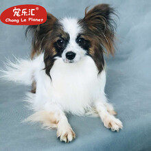 蝴蝶犬宠物新款 蝴蝶犬宠物21年新款 京东