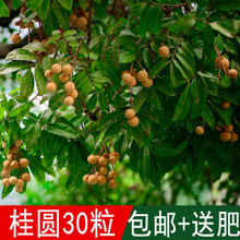 龙眼种子价格报价行情 京东