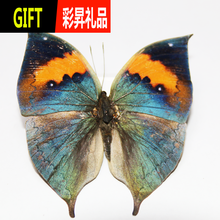 蝴蝶昆虫标本价格报价行情 京东