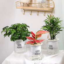 塑料透明花盆新款 塑料透明花盆21年新款 京东 塑料透明花盆新款 塑料透明花盆21年新款 京东