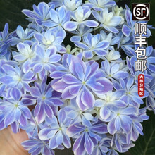 绣球花变色价格报价行情 京东