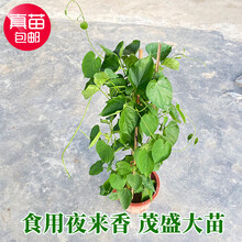 夜来香驱蚊价格报价行情 京东