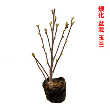 庭院景观树木品牌及商品 京东