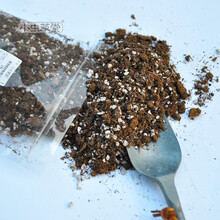 水苔种植新款 水苔种植21年新款 京东