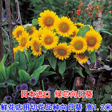 切花向日葵种子新款 切花向日葵种子21年新款 京东