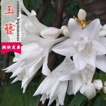 白玉簪种子品牌及商品 京东