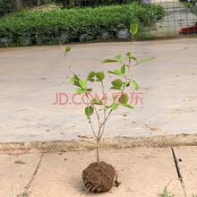 白绣球花价格报价行情 京东