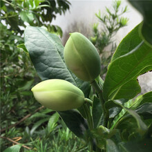 夜合花型号规格 京东