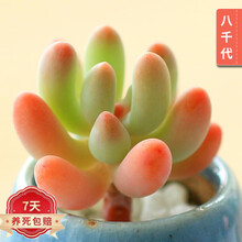 八千代多肉植物价格报价行情 京东