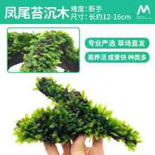 凤尾苔新款 凤尾苔21年新款 京东