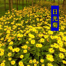 夏季花种子新款 夏季花种子21年新款 京东