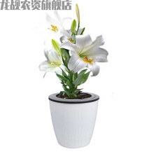 白水仙花价格报价行情 京东