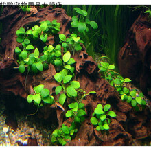 水榕水草新款 水榕水草21年新款 京东