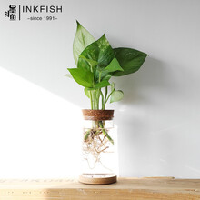 大叶水生植物型号规格 京东