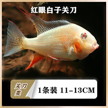 食土鲷价格报价行情 京东