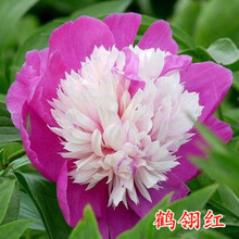 红牡丹333价格价格报价行情 京东