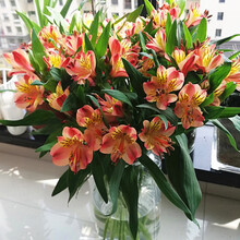 水仙花束型号规格 京东 水仙花束型号规格 京东