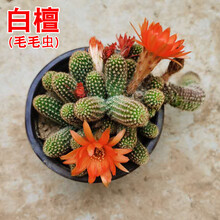 白檀多肉植物品牌及商品 京东 白檀多肉植物品牌及商品 京东