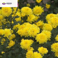 白菊种子新款 白菊种子21年新款 京东