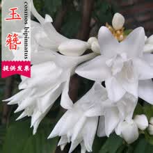 水生花种子价格报价行情 京东