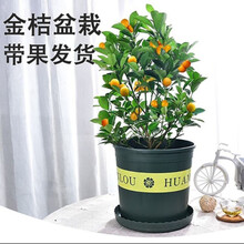 盆景橘子树型号规格 京东